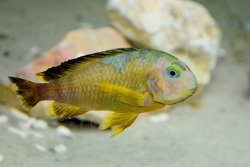 Tropheus sp. 'lukuga' Karilani Island (Kushangaza)